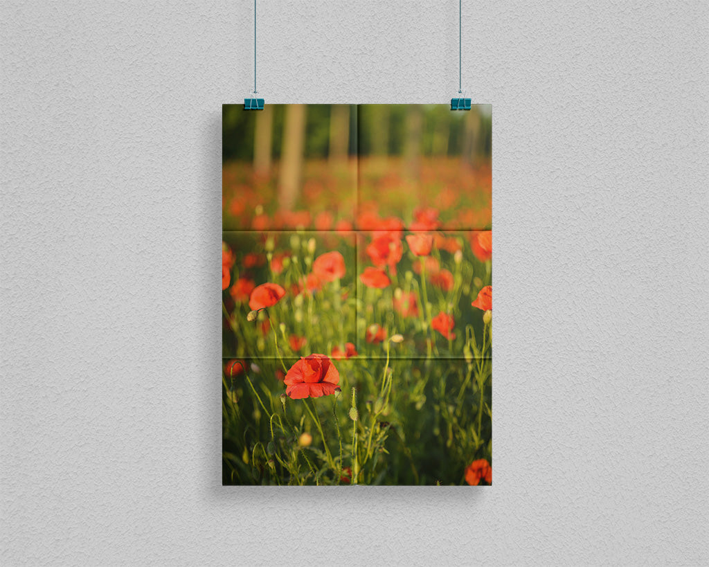 Field of Poppies