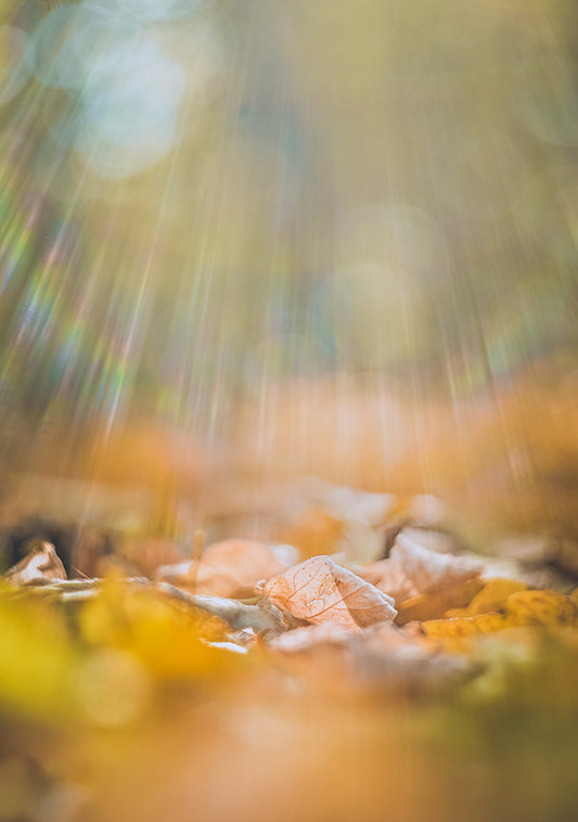 Rays of Autumn