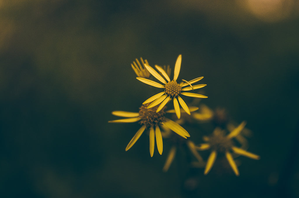 Faint Flowers