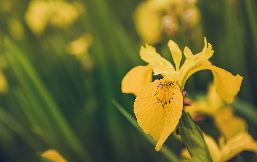 Yellow Iris