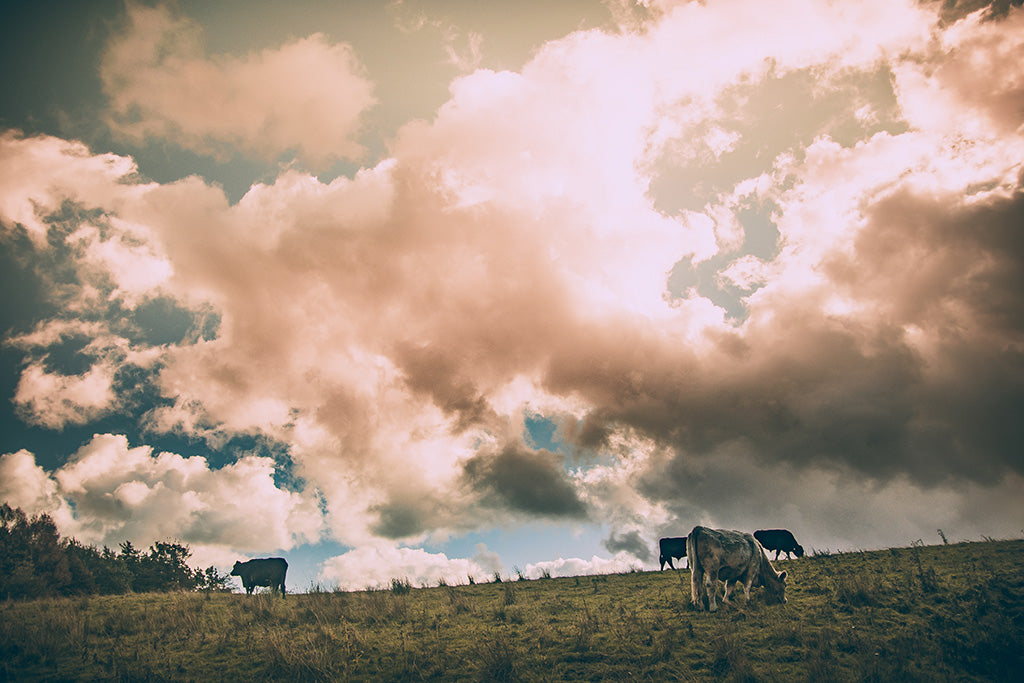 Yorkshire Cows