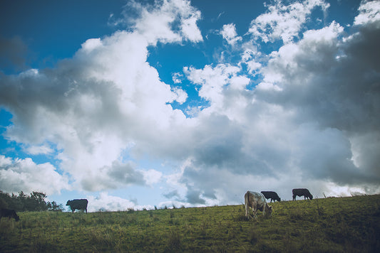 Yorkshire Cows 2