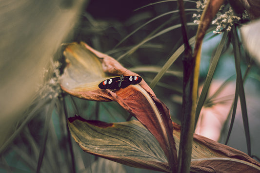 Postman Butterfly