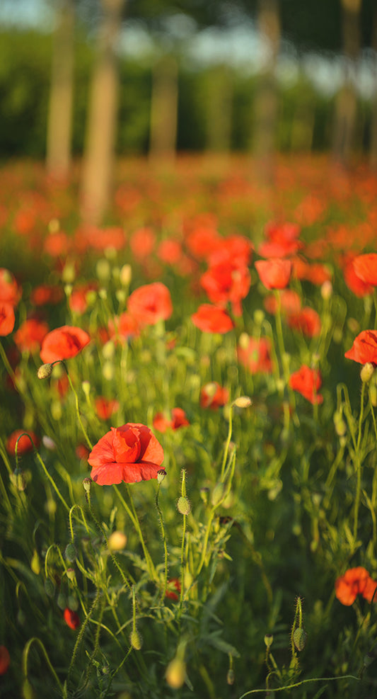 Field of Poppies