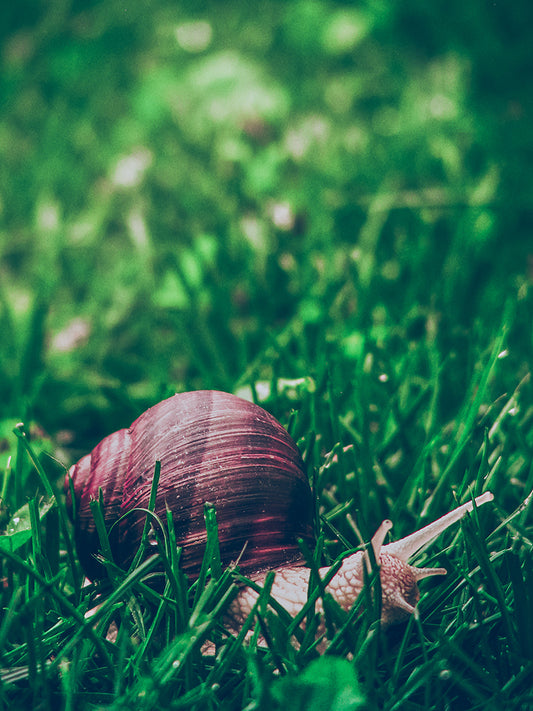 Curious Snail