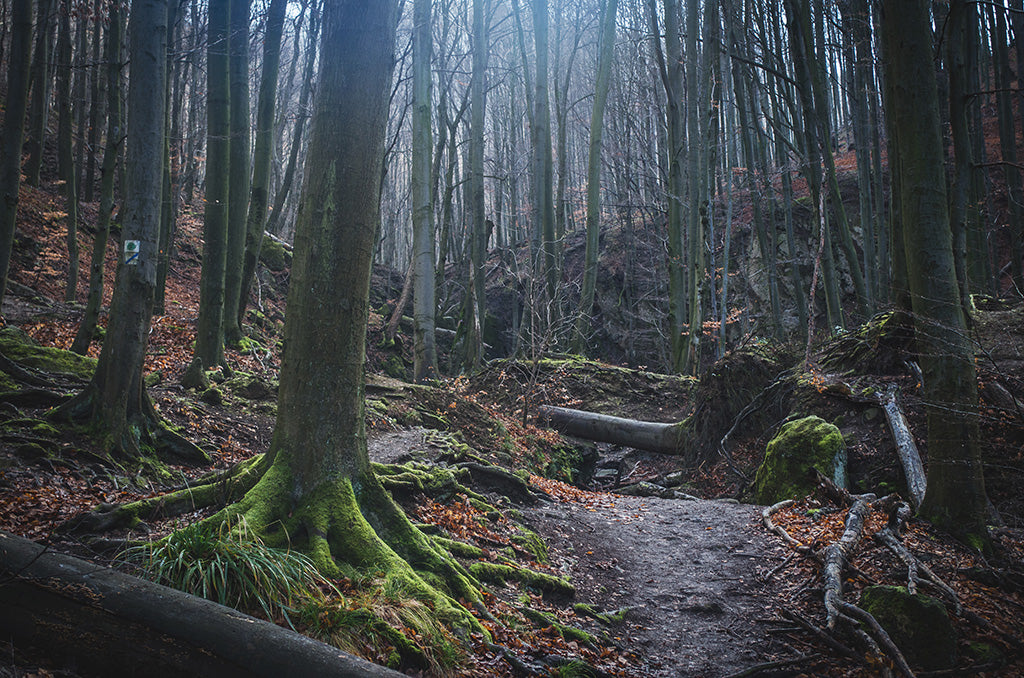 Mossy Roots