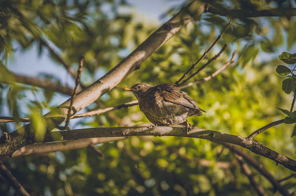 Bird in the Sun