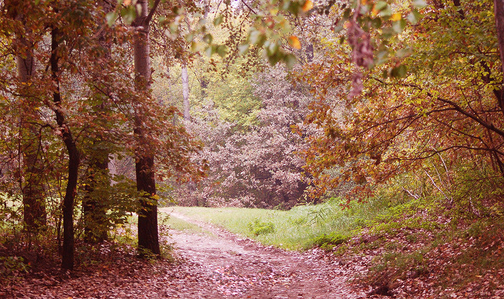 Autumn Afternoon