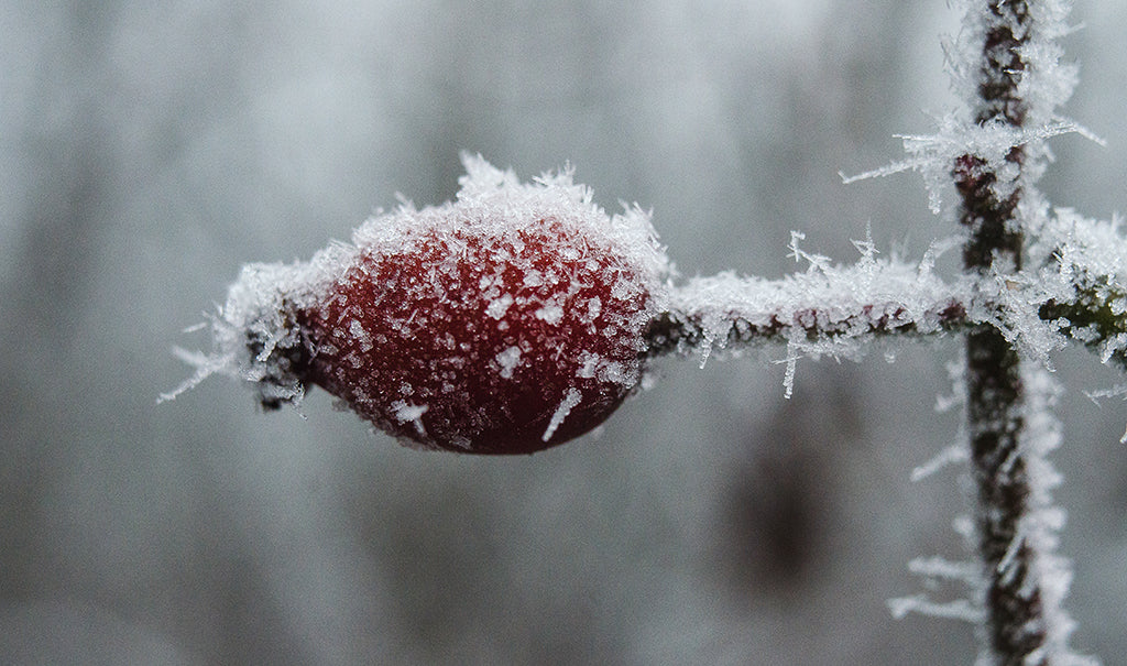 Frostbitten